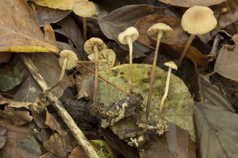 Marasmius torquescens Qul.